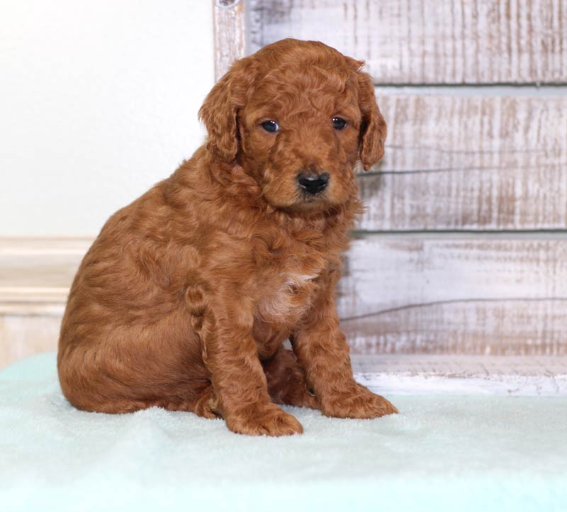 Castle Pines Colorado Mini Goldendoodle Puppies for sale by Blue Diamond Family Pups Kennel.